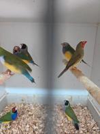 Gould amadines, Meerdere dieren