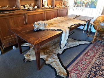 2 echte antieke leeuwinnen huiden kleden met kop taxidermie beschikbaar voor biedingen