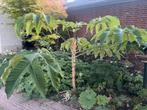 Rijstpapierplant, Tetrapanax papyrifer, grote plant, Tuin en Terras, Ophalen, Zomer, Overige soorten, Volle zon