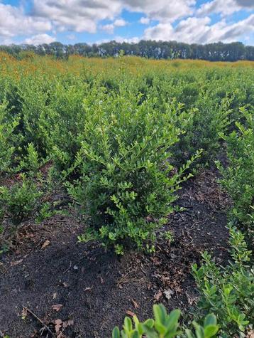 Ilex crenata haagplanten in verschillende maten beschikbaar voor biedingen