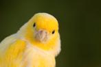 Kanaries zaterdag 18 oktober weer gezellige vogelmarkt Heerd, Dieren en Toebehoren, Meerdere dieren, Kleurkanarie