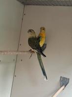 Te koop 2 jonge roodrug parkieten, Dieren en Toebehoren, Vogels | Parkieten en Papegaaien, Meerdere dieren, Parkiet