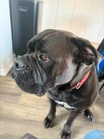 Bordeauxdog X boerboel teef 3jr, Dieren en Toebehoren, Overige rassen, CDV (hondenziekte), Teef, Eén hond