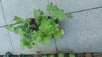 Geranium macrorrhizum - Ooievaarsbek, Overige soorten, Minder dan 100 cm, Zomer, Ophalen