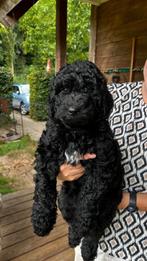 Mag direct mee, lief zwart labradoodle meisje, Overige rassen, CDV (hondenziekte), 8 tot 15 weken, Meerdere