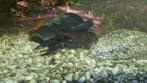 Cherax red met blue legs kreeft, Dieren en Toebehoren, Vissen | Aquariumvissen, Vis