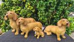 Polyester  teckel beelden, bruin of Black en tan modellen, Ophalen, Nieuw, Kunststof, Dierenbeeld
