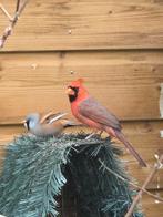 Rode kardinaal man, Dieren en Toebehoren, Mannelijk