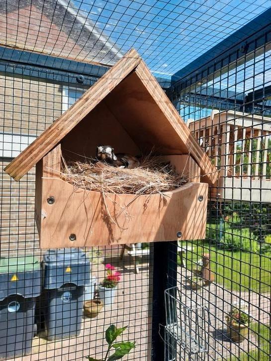 2-0 kastanjeruglijster 2025, Dieren en Toebehoren, Vogels | Overige Vogels, Tropenvogel, Mannelijk, Geringd
