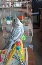 Valkparkiet, Dieren en Toebehoren, Mannelijk, Parkiet