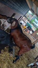 Te huur nubische dekbok Rover. Alleen CAE en CL vrije plek, Dieren en Toebehoren, Schapen, Geiten en Varkens, Mannelijk, Geit