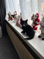 2 lieve katers mogen weg op 05-11-2025 leuk kerst cadeautje, Dieren en Toebehoren, Katten en Kittens | Overige Katten, Kater, Kortharig