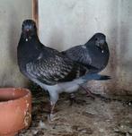 2 choco verervende jongen uit top vlieglijnen, Dieren en Toebehoren, Meerdere dieren, Postduif