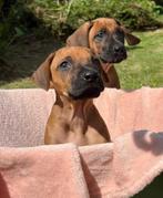 Honden rhodesian ridgeback pups met stamboom (nog 2 reutjes), Dieren en Toebehoren, Honden | Beagles, Bassets en Lopende honden
