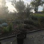 Prachtige Olijfbomen te koop!, Tuin en Terras, Planten | Bomen, Bloeit niet, 100 tot 250 cm, Olijfboom, Ophalen