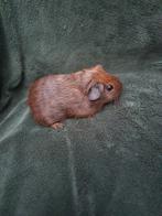 Cavia goud agouti rood, Mannelijk, Cavia, Na 1 juli 2024, Tam