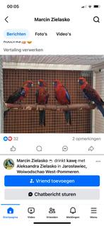 Gevraagd koppel pennanten, Geringd