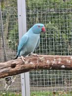 Prachtige blauwe opaline halsbandparkieten, Dieren en Toebehoren, Vogels | Parkieten en Papegaaien, Vrouwelijk, Parkiet, Geringd