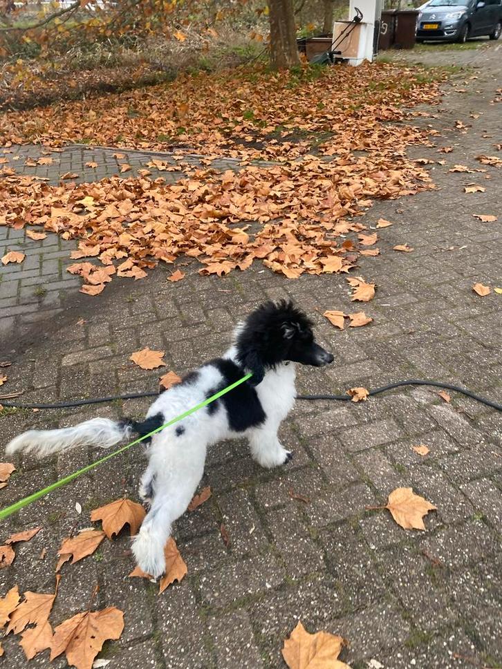 Prachtig mooi harlekijn koningspoedel teefje, Dieren en Toebehoren, Honden | Chihuahua's en Gezelschapshonden, Teef, Poedel, Particulier