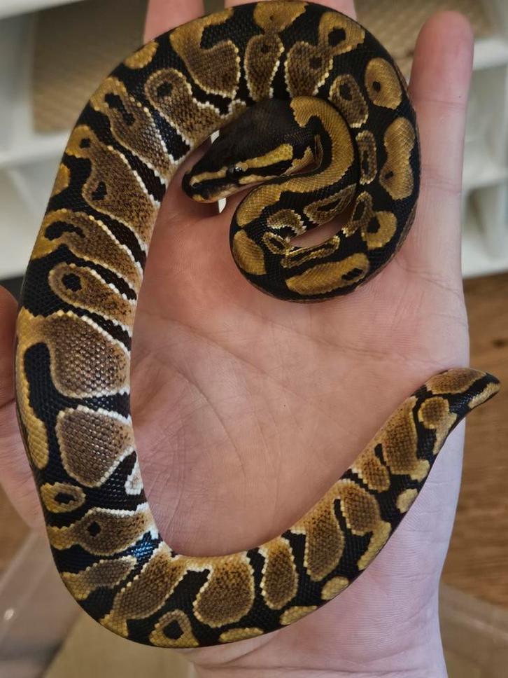 Ballpython- koningspython- python regius, Dieren en Toebehoren, Reptielen en Amfibieën, Slang, 0 tot 2 jaar