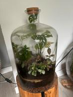 Flestuin ecosysteem cilinder 40cm hoog, Huis en Inrichting, Kamerplanten, Ophalen, Overige soorten, Halfschaduw, In pot