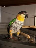 Gezocht maatje voor crocky, Dieren en Toebehoren, Meerdere dieren, Papegaai