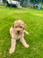Whoodles pups te koop. Wheaten terrier x poodle. Sensitief, Dieren en Toebehoren, Honden | Jack Russells en Terriërs, Overige rassen