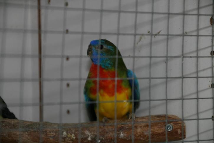 Parkiet Splendid wildkleur & blauw witborst man 2025, Dieren en Toebehoren, Vogels | Parkieten en Papegaaien, Parkiet, Mannelijk