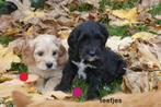 Medium kruising tibetaanse terrier - labradoodle pups., Nederland, Overige rassen, 8 tot 15 weken, CDV (hondenziekte)
