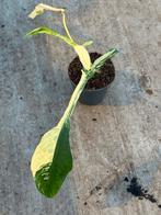 Philodendron Joepii variegata, Huis en Inrichting, Kamerplanten, Ophalen of Verzenden, Halfschaduw, Minder dan 100 cm