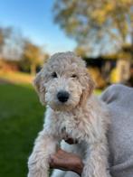 Labradoodle puppy’s zoeken een goud mandje, Dieren en Toebehoren, Honden | Niet-rashonden, Reu, Groot, Meerdere, Nederland