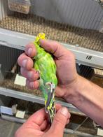 Parkiet Groen Split Blackwing Man 2025, Dieren en Toebehoren, Mannelijk, Parkiet