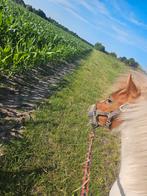 Hele lieve 2,5 jarige shetlander merrie te koop, Dieren en Toebehoren, Merrie, A pony (tot 1.17m), 3 tot 6 jaar
