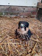 Boomvalken 1-1, Dieren en Toebehoren, Meerdere dieren, Geringd