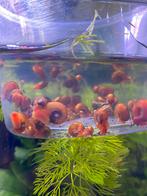 Posthoornslakken, 10 voor €1, Dieren en Toebehoren, Slak of Weekdier, Zoetwatervis