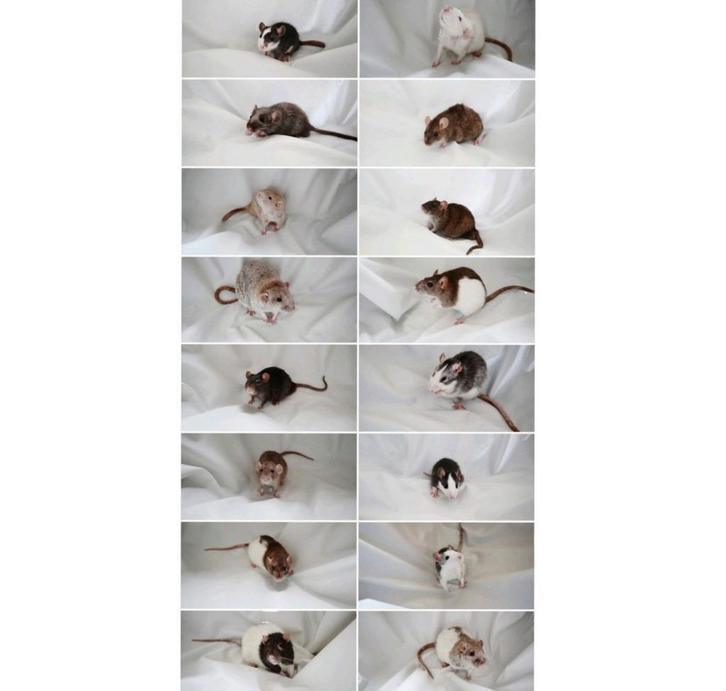 Tijdelijke opvang voor ratten, Dieren en Toebehoren, Knaagdieren, Meerdere dieren, Rat, Januari