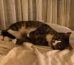 Lieve gezonde poesje gratis ter adoptie, Poes, Ontwormd