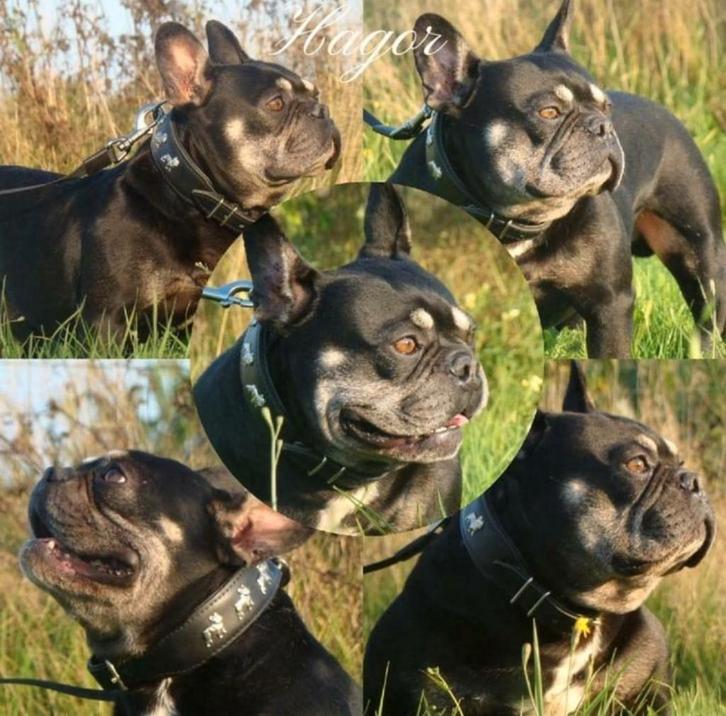 ️Ter dekking onze prachtige Franse bulldog Hagor️, Dieren en Toebehoren, Honden | Dekreuen, Reu, Fokker | Professioneel, Meerdere