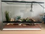 Terrarium 60x40x40 (incl. Warmte lamp en accessoires), Dieren en Toebehoren, Ophalen, Gebruikt, Terrarium of Paludarium