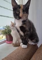Mooie Tortoise print kitten!🩷, Dieren en Toebehoren, Katten en Kittens | Raskatten | Korthaar, Poes, Ontwormd, 0 tot 2 jaar