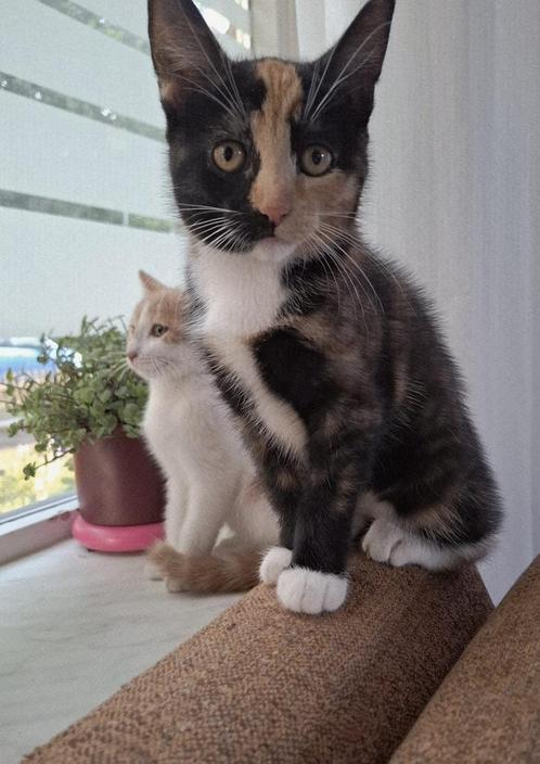 Mooie Tortoise print kitten!🩷, Dieren en Toebehoren, Katten en Kittens | Raskatten | Korthaar, Poes, 0 tot 2 jaar, Ontwormd