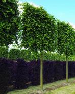 De laatste leilindes nu €100 per stuk, Tuin en Terras, Planten | Bomen, Ophalen, Overige soorten