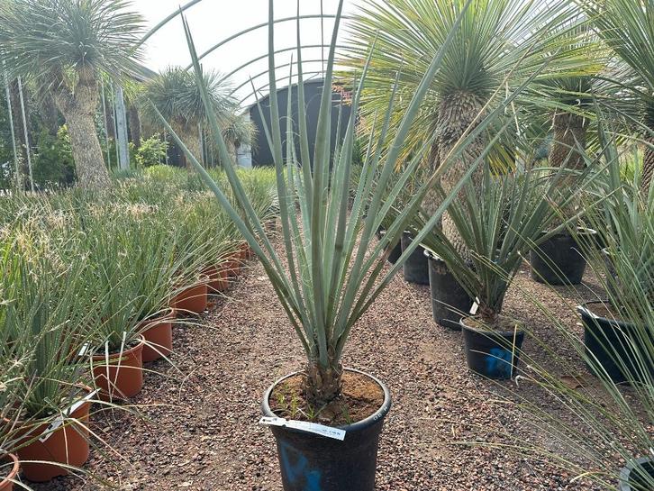 Yucca baccata te koop Palmexpert bomen- en plantencentrum, Tuin en Terras, Planten | Bomen, Overige soorten, Minder dan 100 cm