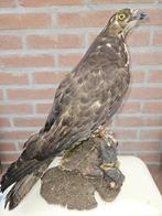 Prachtige opgezette Aziatische Wespendief, Ophalen of Verzenden, Nieuw, Vogel, Opgezet dier
