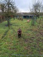 Gecastreerde geitenbokken, Mannelijk, Geit, 0 tot 2 jaar