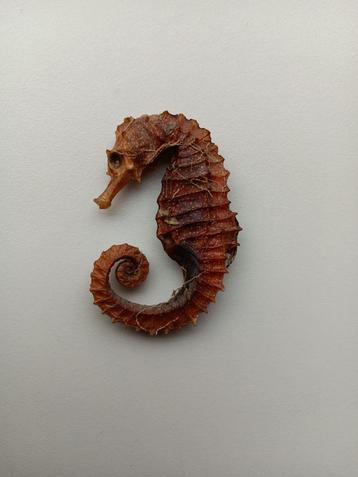 Gedroogd Zeepaardje beschikbaar voor biedingen