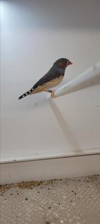 Timor zebravink, Dieren en Toebehoren, Mannelijk