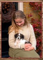 Schattige friesestabij x kooiker pups zoeken baasjes, Overige rassen, 8 tot 15 weken, CDV (hondenziekte), Meerdere