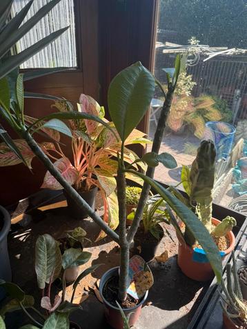 Plumeria beschikbaar voor biedingen