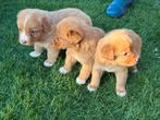 Nova scotia duck tolling retriever, Dieren en Toebehoren, Nederland, Parvo, Overige rassen, 8 tot 15 weken